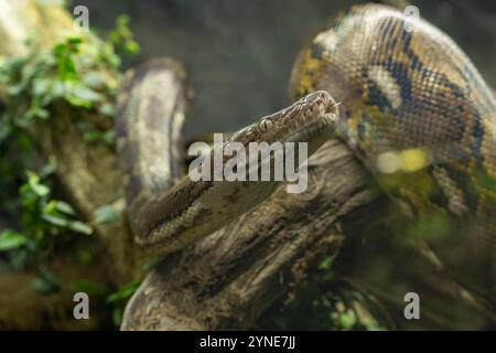 Reticulated python (Malayopython reticulatus) snake sometimes known as Royal Python or Ball Python Stock Photo