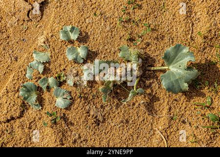 Sea holly with snails on the leaves, on a sandy beach on the Algave Stock Photo