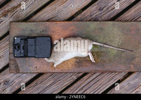 Dead rat caught in trap Stock Photo