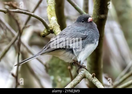 A Dark-eyed Junco isolated on a tree branch in Southwestern Ontario, Canada. Stock Photo