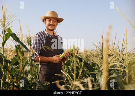 Farmer harvesting fresh ripe corn in field on sunny day Stock Photo