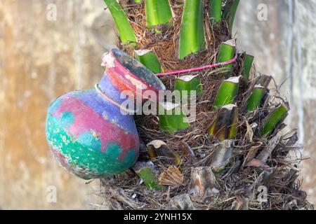 An earthen pitcher hanging on a date palm tree. This traditional method is used to collect sap from date palms during the winter in Bangladesh. Stock Photo