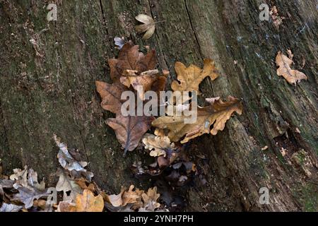 autumn leaves fallen on the bark of a tree Stock Photo
