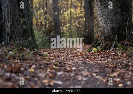 A walk through the woods, English woodland in the Autumn with yellow, brown and orange leaves on the trees and autumn leaves on the ground Stock Photo