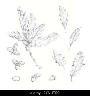 An oak branch with acorns, different oak leaves and acorns isolated on a white background. A hand-drawn pencil sketch, a botanical illustration. Oak b Stock Photo