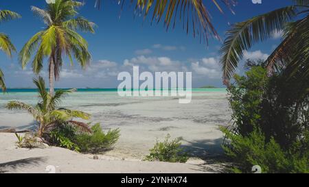 Lush green palm trees growing on beautiful white sand beach with turquoise coral reef lagoon water under bright blue sky. Rangiroa, French Polynesia. Remote wild nature paradise, exotic summer travel Stock Photo