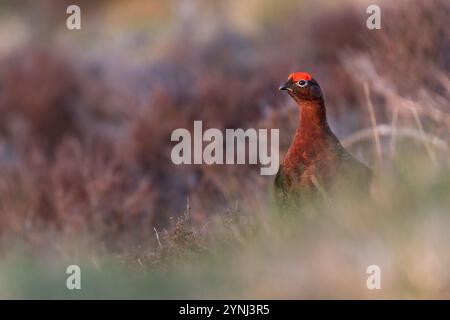 Male red grouse (Lagopus scotica) in the heather, Perthshire, Scotland Stock Photo