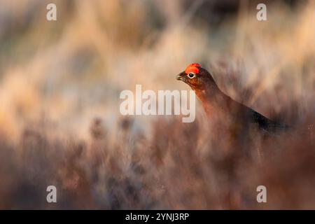 Male red grouse (Lagopus scotica) in the heather, Perthshire, Scotland Stock Photo