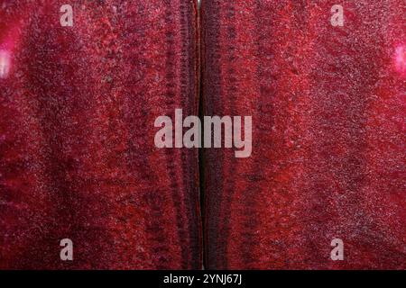 cut in half fresh beetroot top view close up Stock Photo