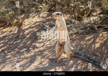 Cape Ground Squirrel (or South African ground squirrel) standing on his feet, wildlife in Namibia, Africa Stock Photo