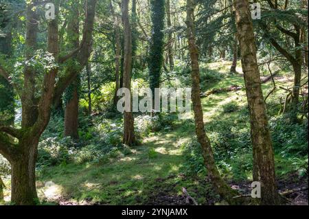 Temperate rainforest woodland glade, Selworthy Beacon, Exmoor National Park in summer Stock Photo