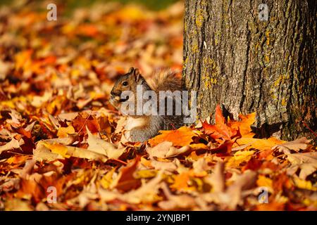 Squirrel with autumn leaves on the ground. Stock Photo