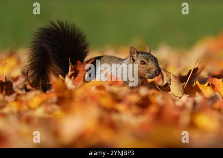 Squirrel with autumn leaves on the ground. Stock Photo