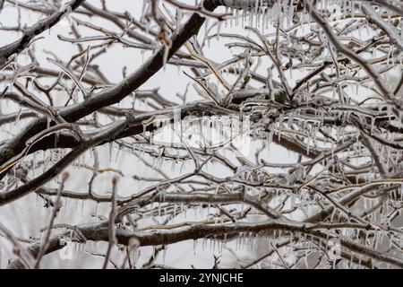 Freezing rain drips off trees and freezes Stock Photo