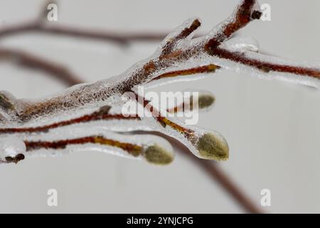 Ice coats a young magnolia tree, covering the buds and branches, pattern in the ice Stock Photo