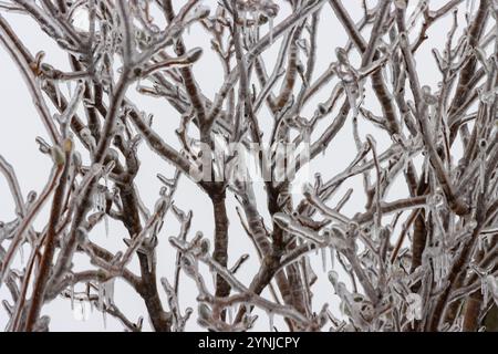 Ice coats branches of a magnolia tree after freezing rain Stock Photo