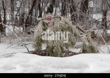 Newly planted and covered in ice, the seedling bows down to the ground Stock Photo