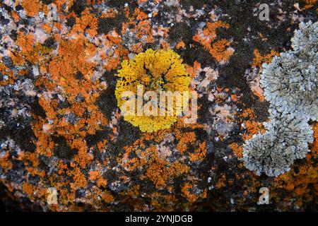 Australia, Tasmania, East Coast, Coles Bay, Freycinet National Park, The Hazards, lichen Stock Photo