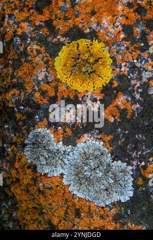 Australia, Tasmania, East Coast, Coles Bay, Freycinet National Park, The Hazards, lichen Stock Photo