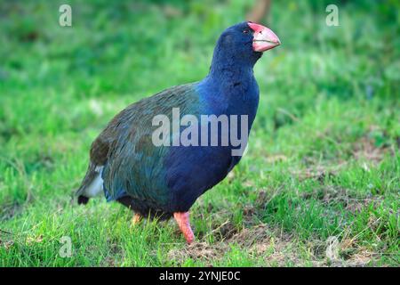 New Zealand, South Island, Takahe, Porphyrio hochstetteri Stock Photo