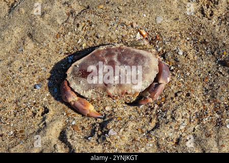 Edible crab or Brown crab (Cancer pagurus) partly burried on sandy beach, Zeeland, Netherlands Stock Photo