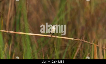 Beautiful female Rufous-tailed Scrub-Robin perching on a branch. Stock Photo