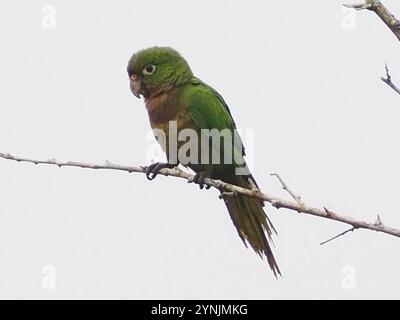 Olive-throated Parakeet (Eupsittula nana) Stock Photo