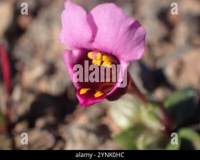 purple mouse ears (Diplacus douglasii) Plantae Stock Photo - Alamy