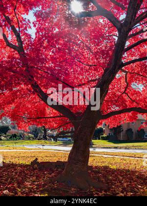 Autumn Blaze Maple in Autumn Stock Photo