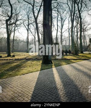 Early spring in the park. High trees casting long shadows on the ground. Stock Photo