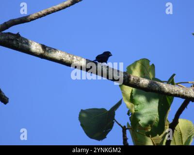 Thick-billed Seed-Finch (Sporophila funerea) Stock Photo