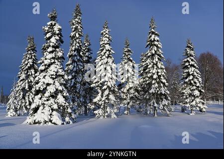 a pristine winter landscape featuring a row of tall, snow-covered evergreen trees under a clear blue sky. The untouched snow blankets the ground, cast Stock Photo
