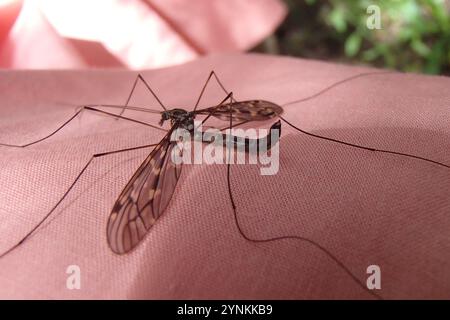 Large Crane Flies (Tipulidae Stock Photo - Alamy