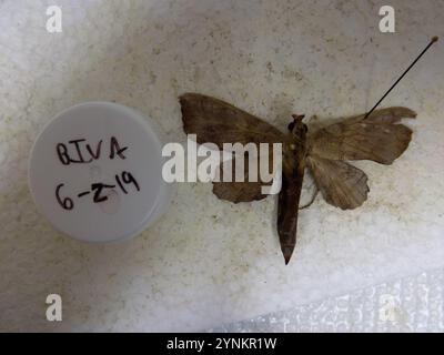 Walnut Sphinx (Amorpha juglandis) Stock Photo