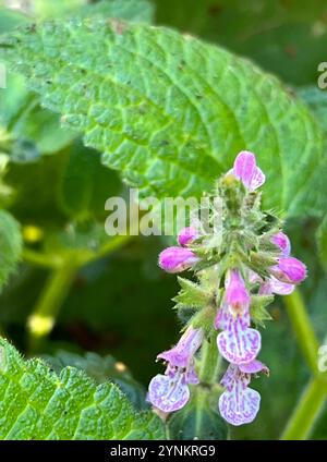 California Hedge Nettle (Stachys bullata) Stock Photo