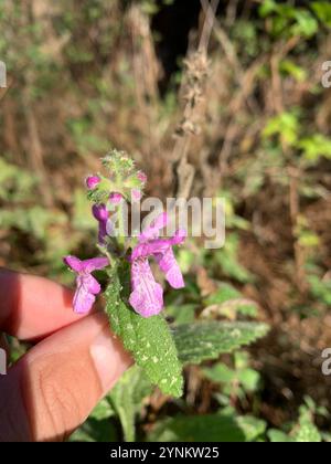 California Hedge Nettle (Stachys bullata) Stock Photo