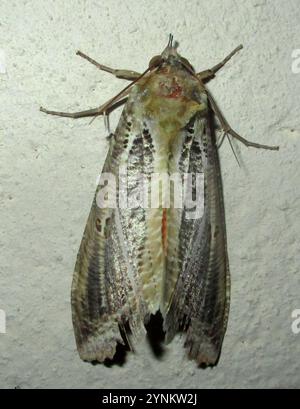 Dot-underwing Moth (Eudocima materna) Stock Photo