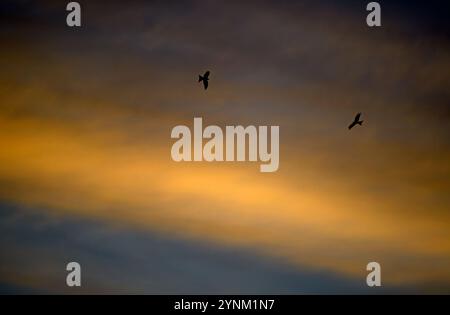 Red kites (Milvus milvus)  towards the evening sky. Stock Photo