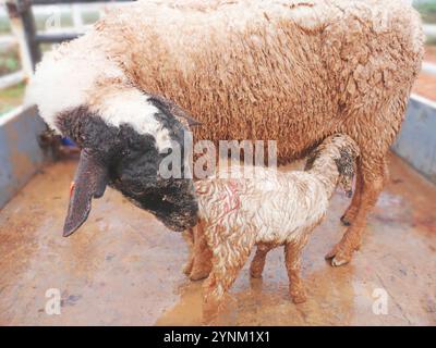 Black head dorper lamb born on the trek road on the Knersvlakte in Namaqualand, South Africa Stock Photo