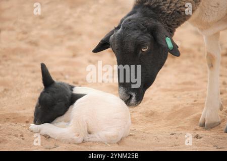 Blackhead dorper ewe (Ovis aries) attends to sleeping lamb on the Knersvlakte in Namaqualand, Western Cape. Stock Photo