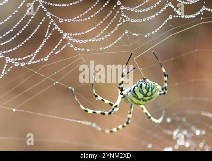 Golden Orb Spider (Nephilidae) spinning a web which is covered with drops at Vredendal in Namaqualand, Western Cape in South Africa. Stock Photo