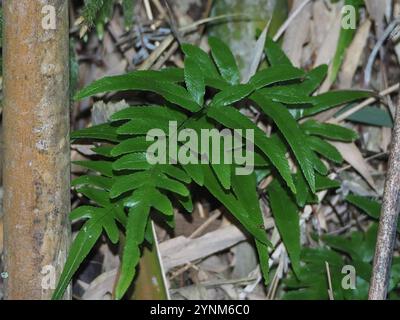 Semi-pinnated Brake (Pteris semipinnata) Stock Photo