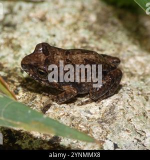 Common Squeaker (Arthroleptis stenodactylus Stock Photo - Alamy