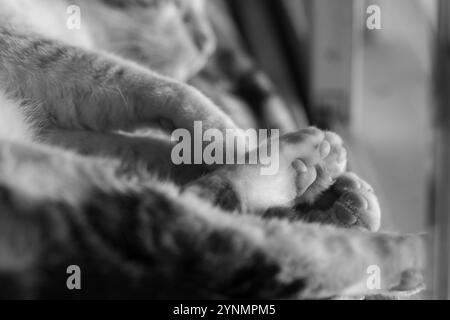 Goiania, Goias, Brazil – November 24, 2024: Close up of the paws of a tabby cat sleeping in front of the window. Black and white image. Stock Photo