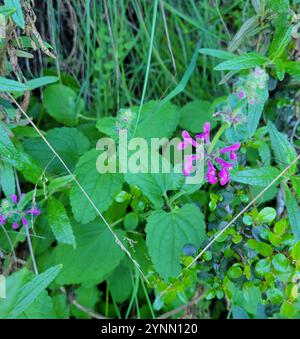 California Hedge Nettle (Stachys bullata) Stock Photo