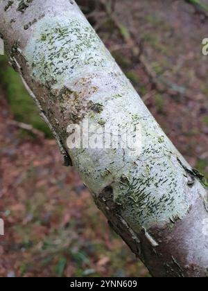 Common Script Lichen (Graphis scripta) Stock Photo