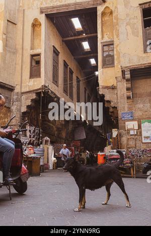 a dog walking in an old Egyptian market Stock Photo