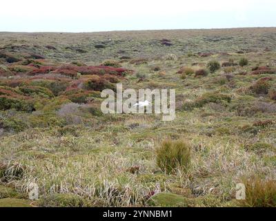 Gibson's Albatross (Diomedea antipodensis gibsoni) Stock Photo