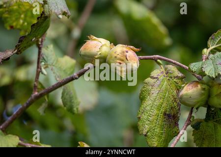 Young hazelnuts (filbert, kobnuss) grow on the tree. Green hazelnut from organic nut farms. Hazelnuts or coconuts with leaves in the garden. The conce Stock Photo