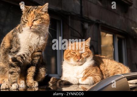 Two adorable street cats on car roof closeup on autumn sunny day Stock Photo